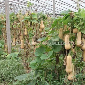 2021 Wholesale Butternut Flesh Hybrid Squash Seeds Pumpkin Seeds for Planting thumbnail-4