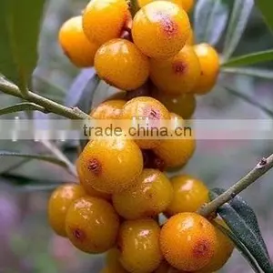 Healthy-care Medical Use Seabuckthorn Seed Oil With Supercritial CO2 Cold Pressed thumbnail-1