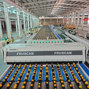 REEMOON Orange Intelligent Sorting and Grading Solution, Oranges Sorter Machine, Grading Equipment thumbnail-1