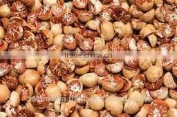 Betelnut Premium Quality thumbnail-2