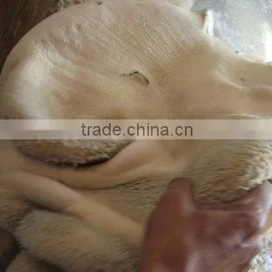 Meat-Frozen Tripe thumbnail-1