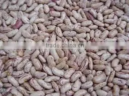 Supply Light Speckel Kidney Beans With Good Quality for Sale thumbnail-4