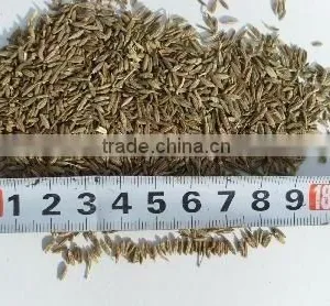Cumin thumbnail-1