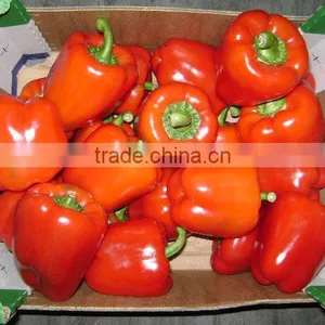 Fresh Egyptian Capasicum thumbnail-1