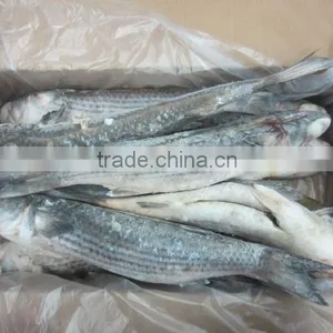 Frozen Grey Mullet Fish Whole Round thumbnail-6