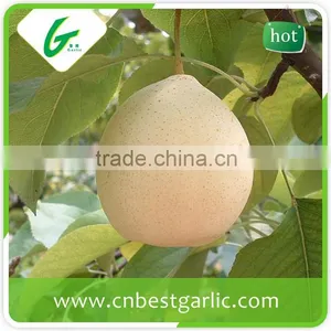 KOSHER Passed Chinese Bulk Crystal Fresh ya Pear thumbnail-2