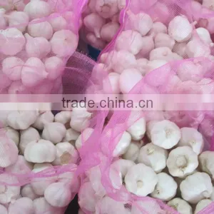 Normal White Garlic thumbnail-1