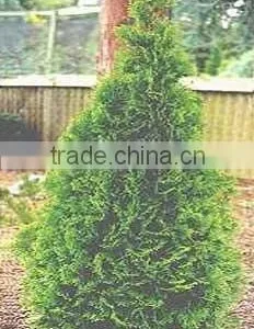 Temperate Thuja O. Smaragd Plant thumbnail-1