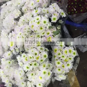 Fresh Cut Chrysanthemums Flower thumbnail-4