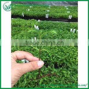 5-10CM Aruacaria Excelsa Seedings for Wholesale thumbnail-1