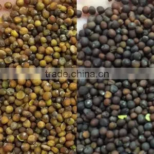 Cabbage Seeds Color Sorter With CE Certification thumbnail-2