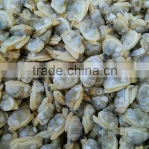 Boiled Freezing Wholesale New Produced Baby Clam Meat thumbnail-1