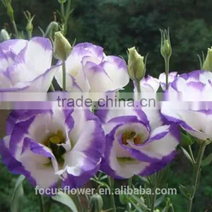 Factory Direct Purple Ring Fresh Cut Eustomas Wholesale thumbnail-4