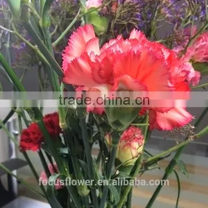 Unique Fresh Cut Flowers Colombia Carnations Wholesale for Parties thumbnail-1