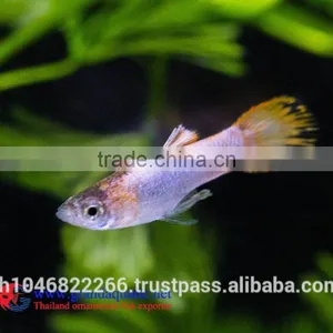 Endler Guppy Fish / Guppy Fish for Sale thumbnail-4