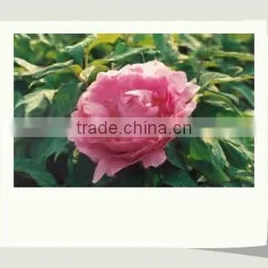 Tree Peony Plant Root thumbnail-1