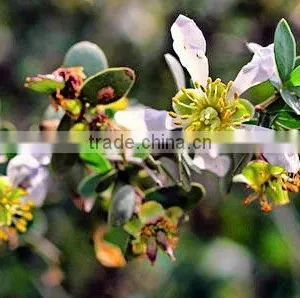 40ml High Quality Jojoba Oil thumbnail-1