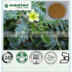 Natural Manufacturer Supply Tribulus Terrestris P.e. Increasing Muscle Mass thumbnail-1