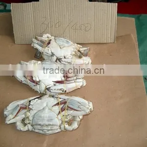 Frozen Blue Swimming Crab for Sale thumbnail-5