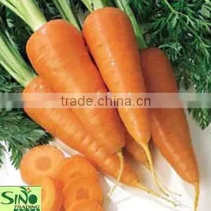 Fresh Carrot thumbnail-1