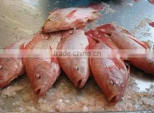 Gutted & Scalled Frozen Fresh Red Tilapia Fish thumbnail-1