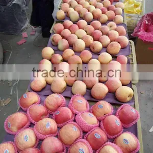 Fresh Apple From China Best Price Export thumbnail-1