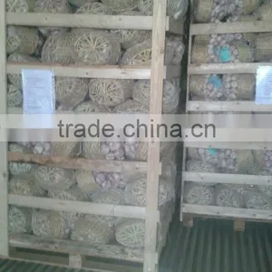 Garlic ( White - Red ) High Quality thumbnail-5