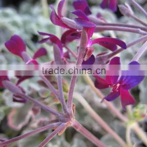 Pelargonium Sidoides, 300ppm Umckalin Extract thumbnail-1