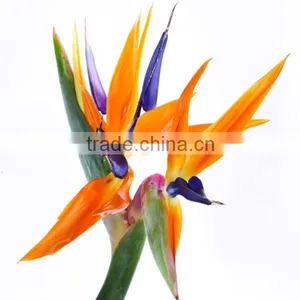 Fresh Cut Flowers Bird of Paradise Flowers thumbnail-2