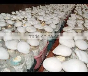Fresh Pleurotus Eryngii Mushroom thumbnail-1
