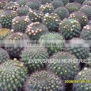Gymnocalycium Saglionis thumbnail-1
