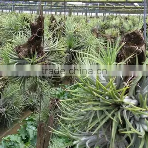 Tillandsia Air Plant thumbnail-6