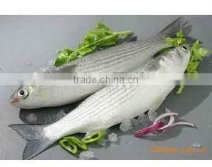 Frozen Seafood Grey Mullet thumbnail-1