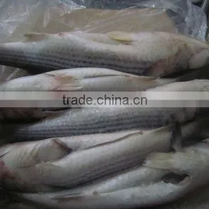 IQF Frozen Grey Mullet Whole Round or (steak) thumbnail-1