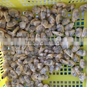 Selected Quality Frozen Short Necked Clam Meat thumbnail-2