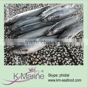 Scomber Japonicus Fish For Canned Mackerel Lot Number#kmw4044 thumbnail-1