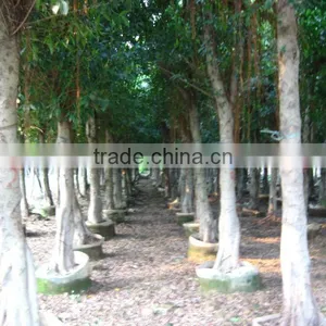 Ficus Nitida Landscaping Trees for Outdoor thumbnail-4