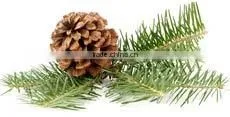 Pine Oil thumbnail-2