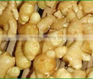 Shandong Fresh Ginger thumbnail-1