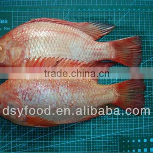 Frozen Red Tilapia Fish thumbnail-1