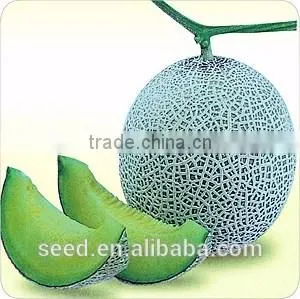 Red Star High Resistance and Late Maturity Melon Seeds for Sale thumbnail-1