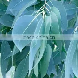 Eucalyptus Oil 60%/70%/80% and Eucalyptol 99% thumbnail-1