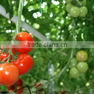 Tomato thumbnail-4