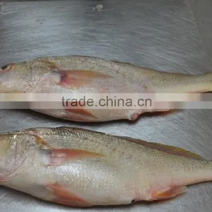 MEXICO YELLOW CROAKER WHOLE ROUND thumbnail-5