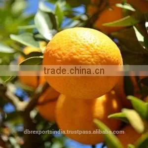 Bitter Orange Oil / Citrus Aurantium thumbnail-1