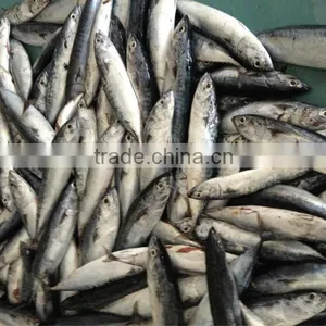 10-12pcs/kg Sea Frozen Bonito of Top Quality thumbnail-1