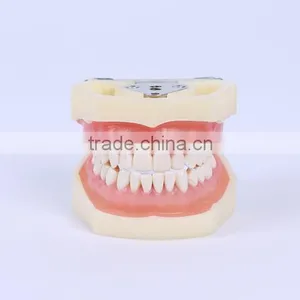 New Design Wholesale Dental Teaching Model Standard Tooth Model of White Alundum Dentition Model thumbnail-1