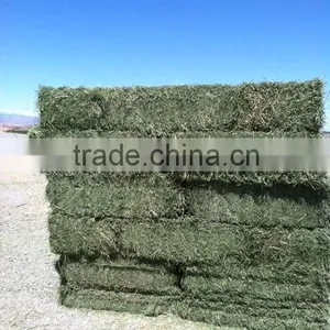 Alfalfa Animal Feed thumbnail-1