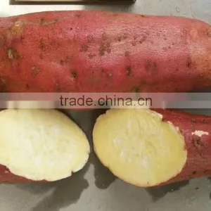 All Kinds of Sweet Potato thumbnail-5