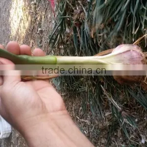 FRESH NORMAL WHITE GARLIC EXPORT 4.5 CM , EGYPT. thumbnail-2